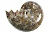 Polished Ammonite (Phylloceras) Fossil - Madagascar #297085-1